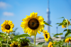 夏の終わり