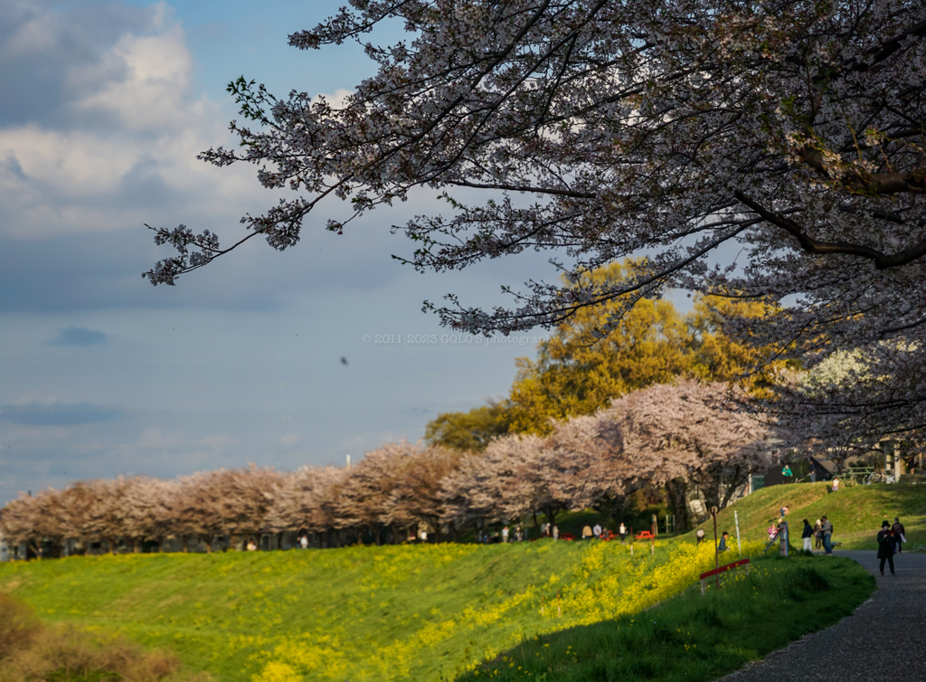 利根運河の桜並木