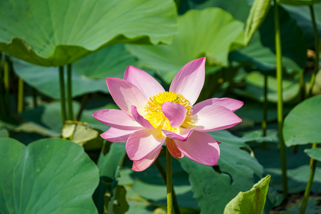 蓮の花