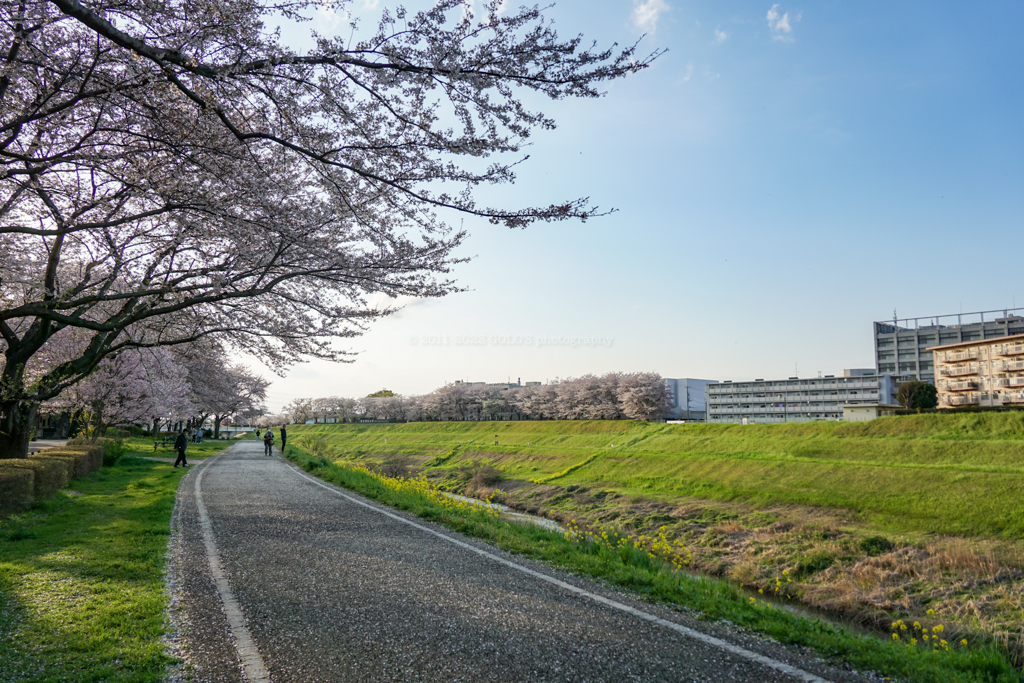 利根運河の桜並木