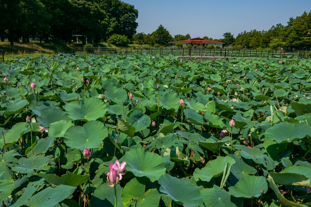 水元公園の蓮池