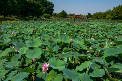水元公園の蓮池