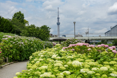 東京スカイツリーと紫陽花