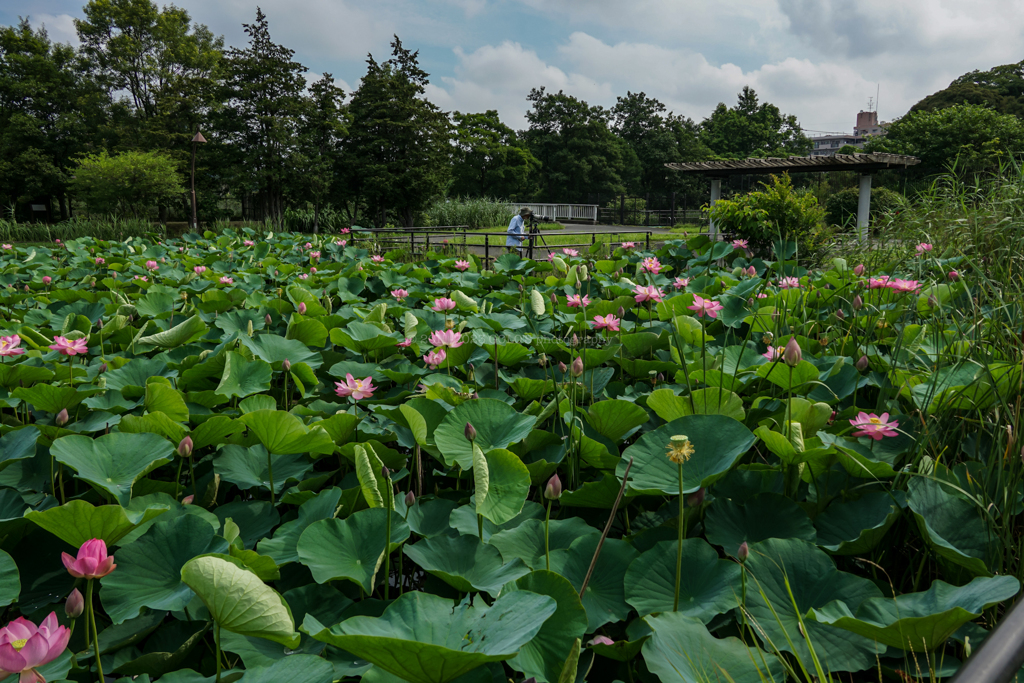 蓮の花