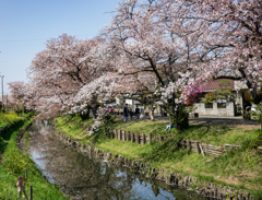 新河岸川の桜並木