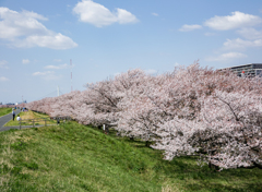 戸田の桜並木