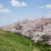戸田の桜並木