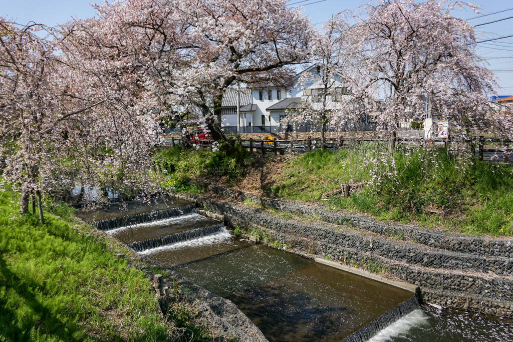 新河岸川と桜