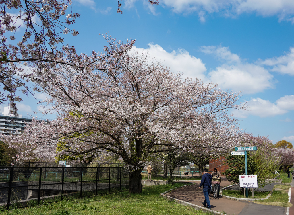 青空と桜