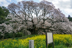 山桜と菜の花