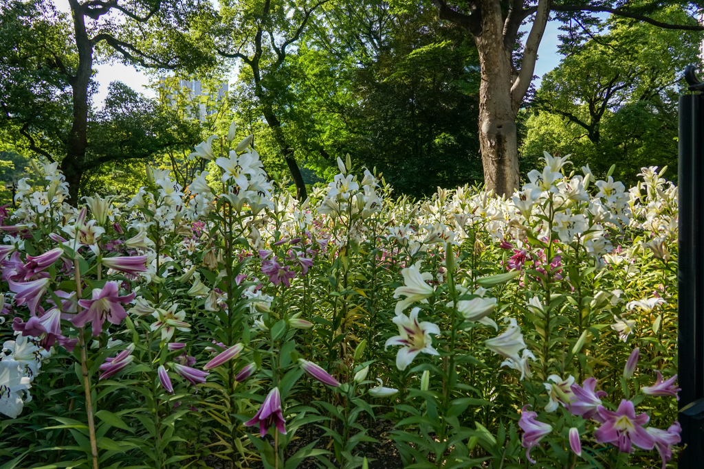 日比谷公園のユリ