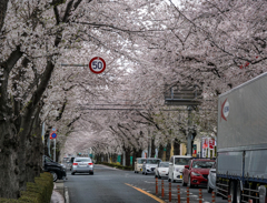 桜並木