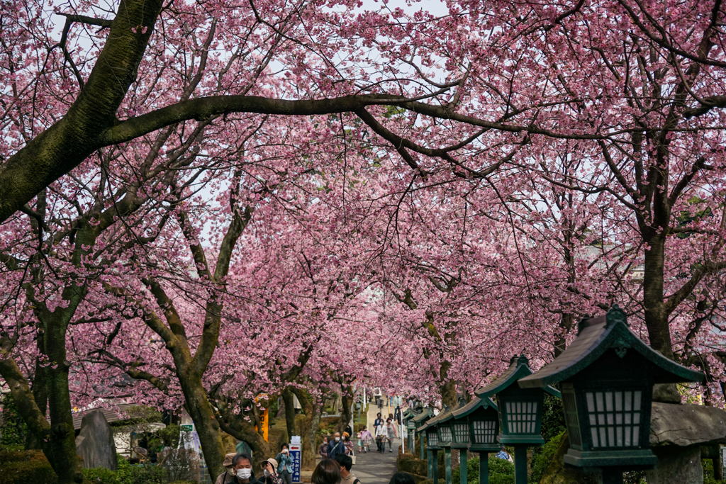 桜並木