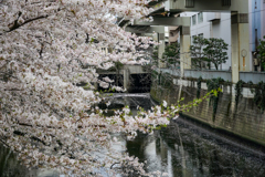 江戸川橋と桜