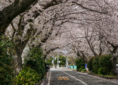 桜並木