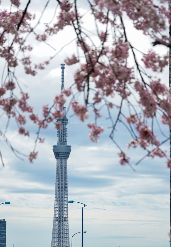 東京スカイツリーとさくら