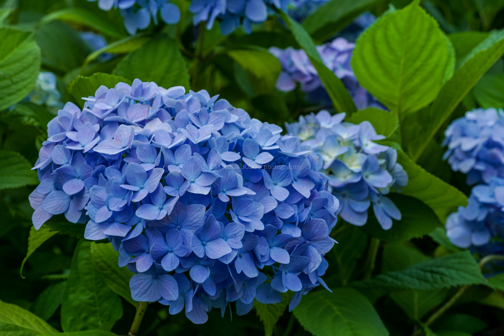 紫陽花