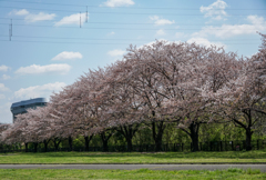 青空と桜