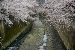 神田川と桜