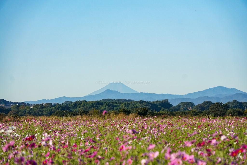 富士山とコスモス