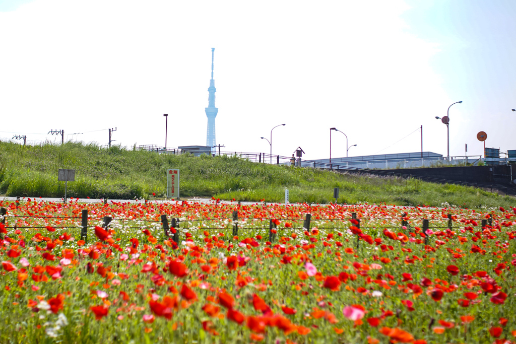 東京スカイツリーとポピー畑