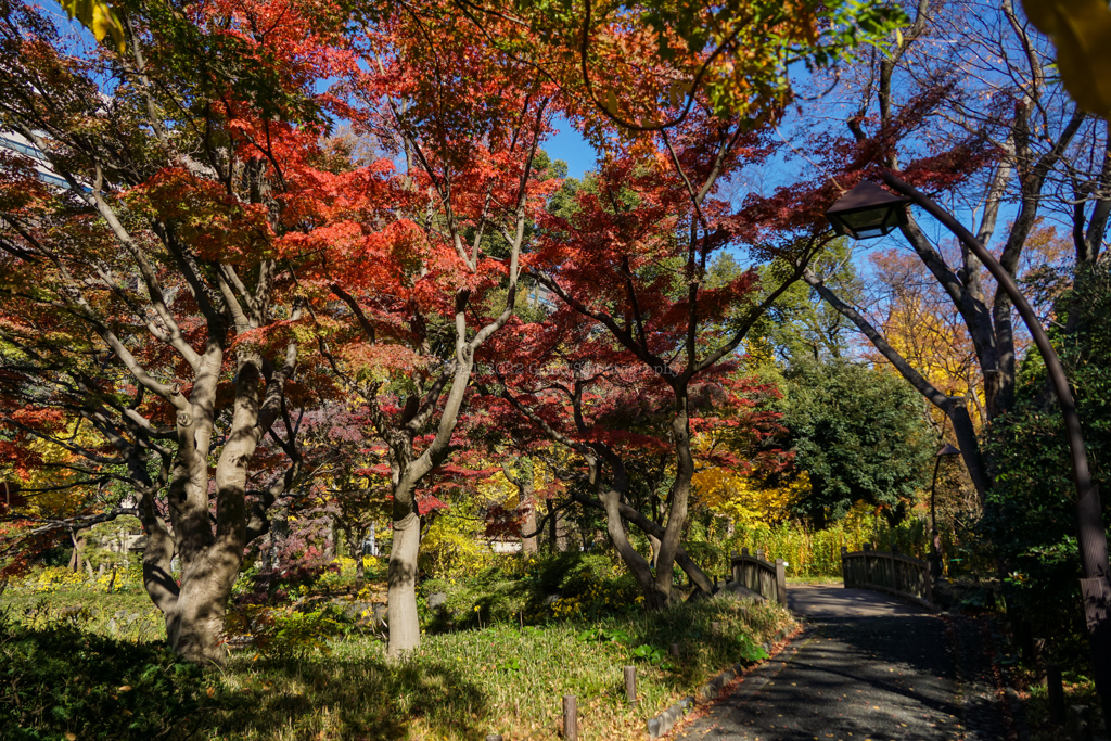 秋の日比谷公園