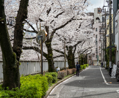 桜並木