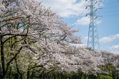 桜並木と鉄塔