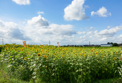 田んぼの中のひまわり畑