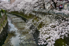 神田川と桜