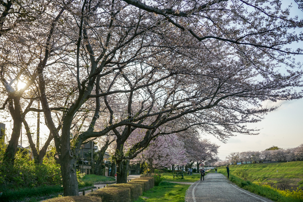 利根運河の桜並木