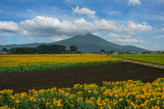 筑波山とひまわり畑