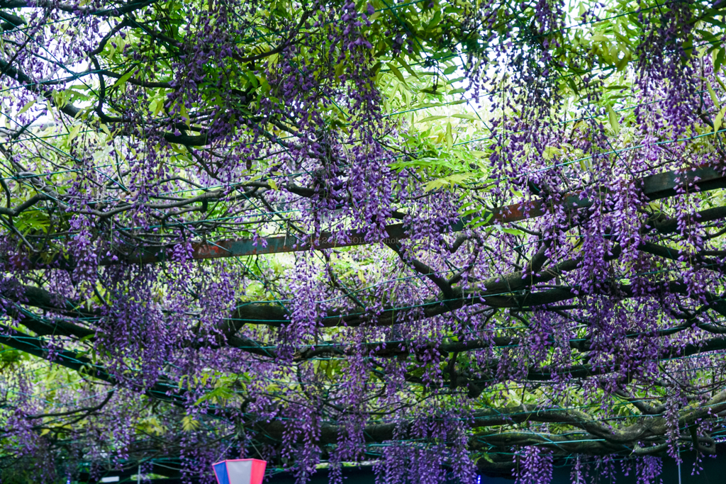 藤の花
