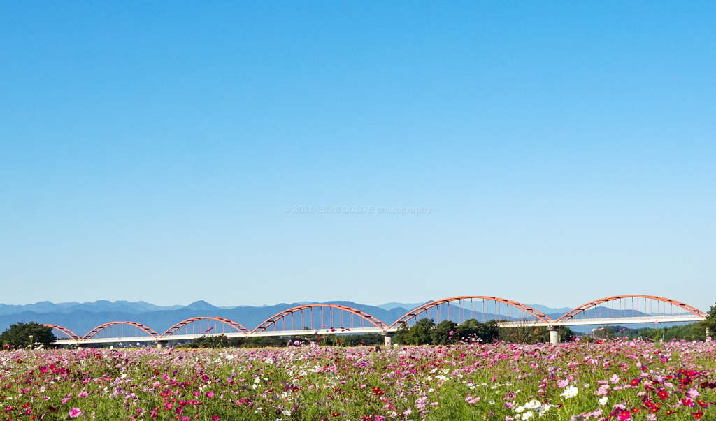 コスモスと荒川水管橋