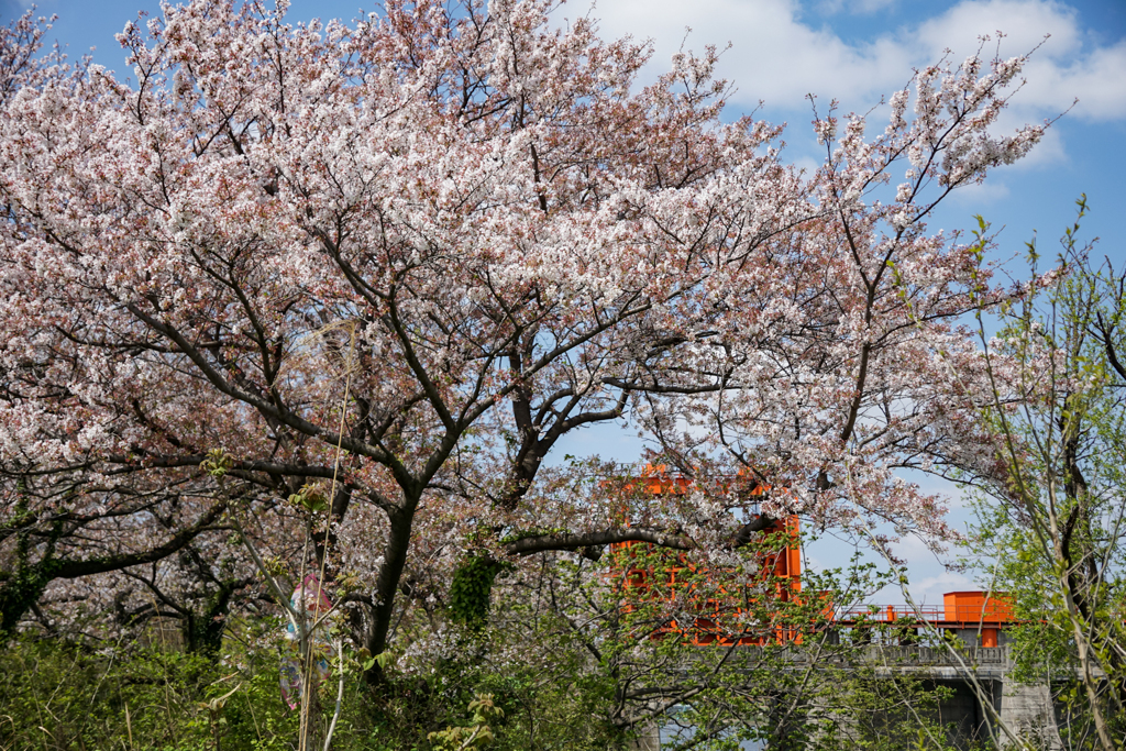 桜と旧岩淵水門