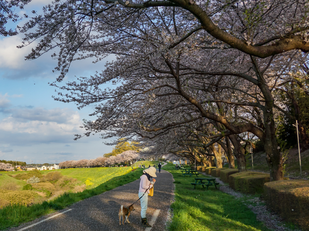 利根運河の桜並木