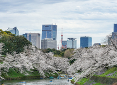 千鳥ヶ淵の桜