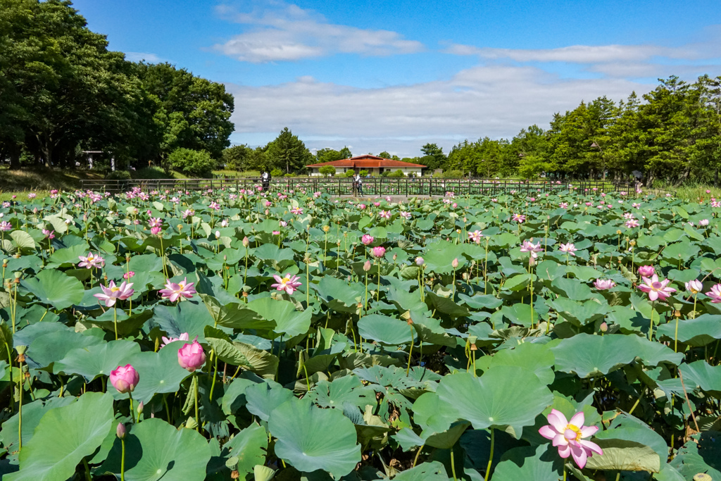 蓮池全景