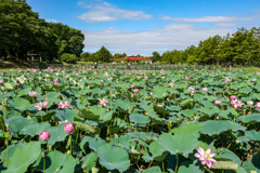 蓮池全景