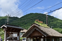 茅葺き屋根
