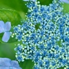 真上から紫陽花