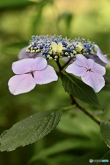 紫陽花の季節
