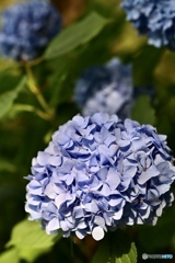 紫陽花