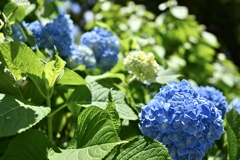 紫陽花の季節