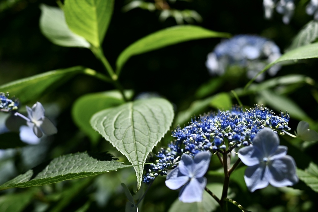 紫陽花