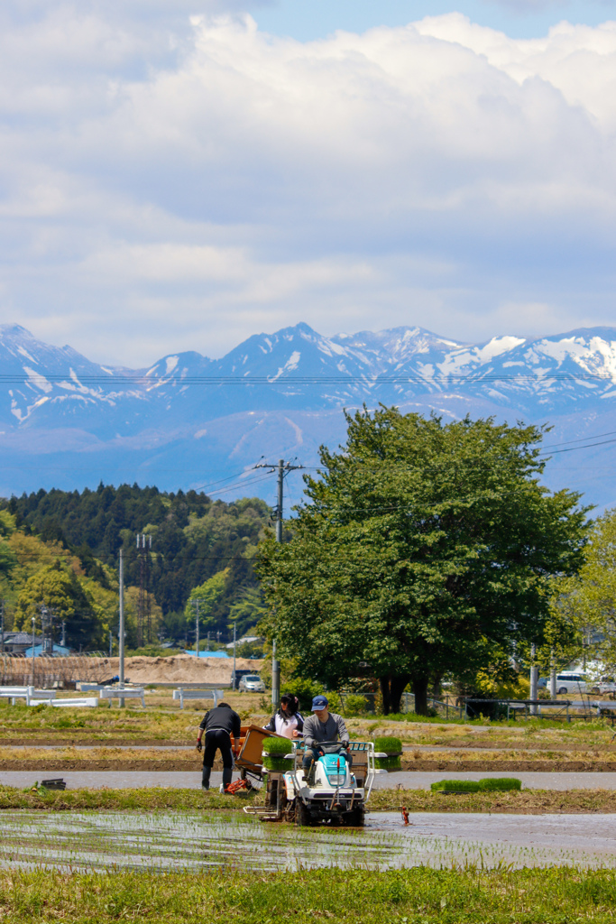 田植え