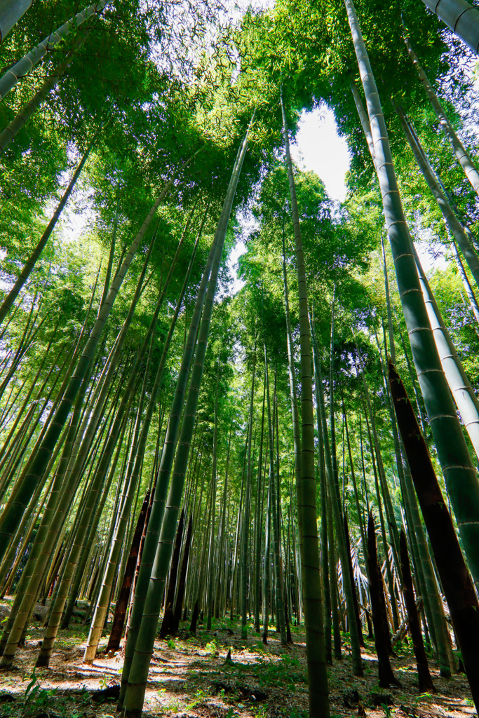 春の竹林