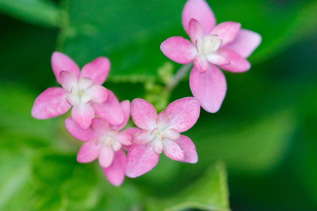 庭の紫陽花