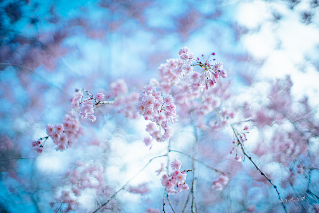 枝垂れ桜