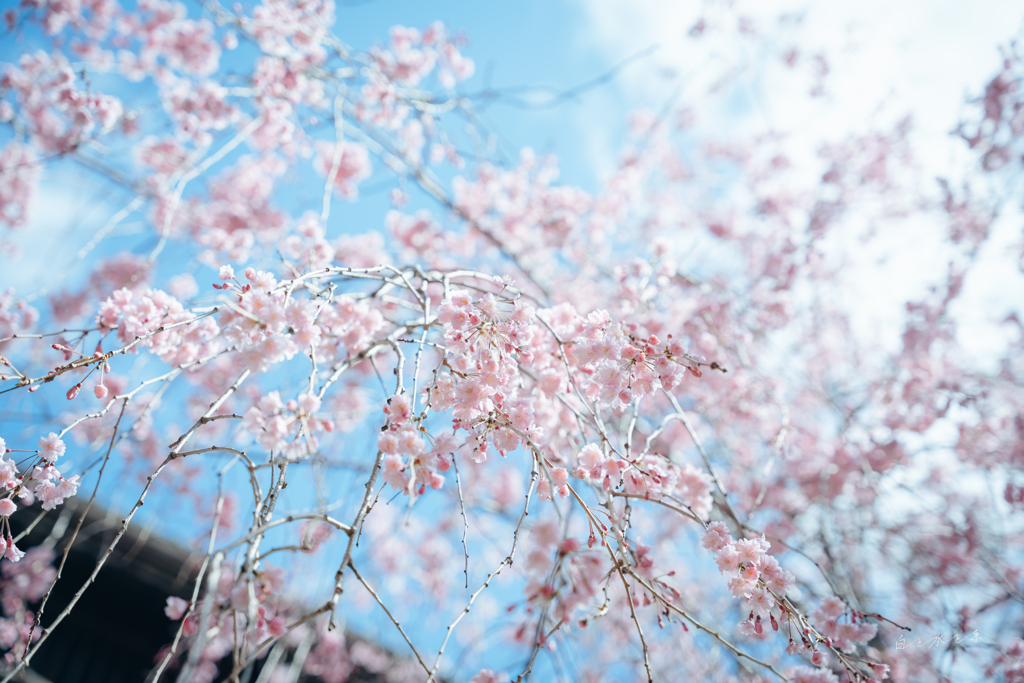 枝垂れ桜